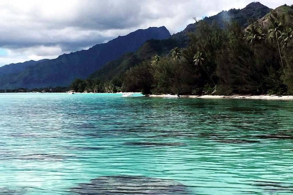 Kristin and Daniel's Tahiti honeymoon.  Moorea, said to have inspired the mythical Bali Hai from James Michener's Tales of the South Pacific, is a warm and inviting place to celebrate your wedding.
Image:  Kristin F. Nestor