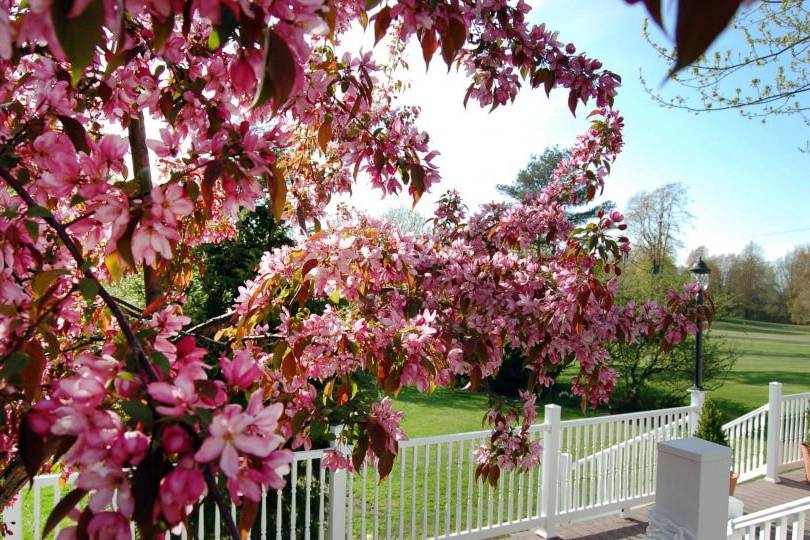 Spring from the deck