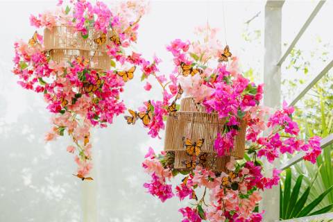 Butterfly Chandeliers