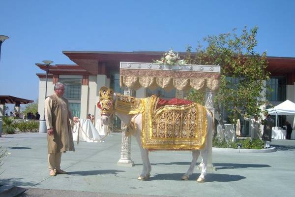 Enchanted Carriages