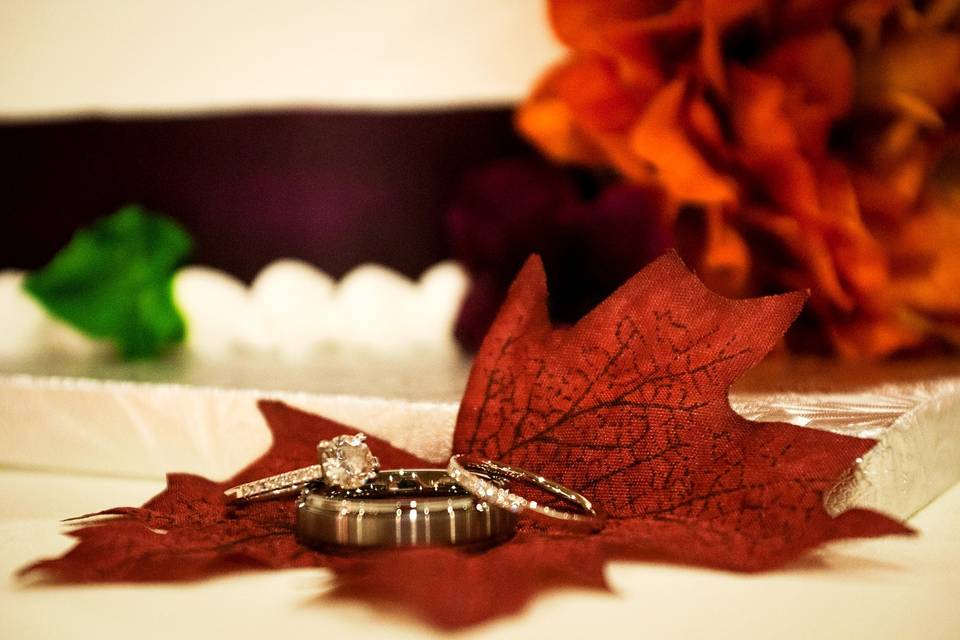 Carole Meeter Photography