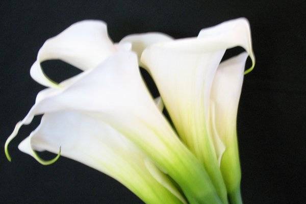 White calla Lily bridal Bouquet...simple and elegant