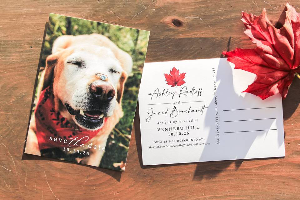 Fall Leaf Postcard