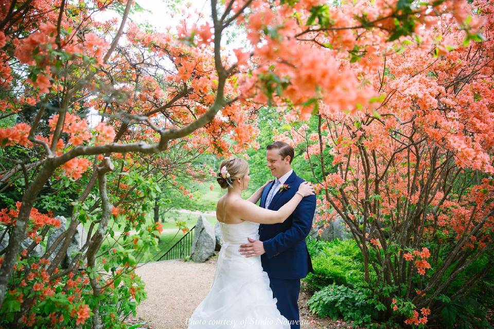 Azaleas in bloom