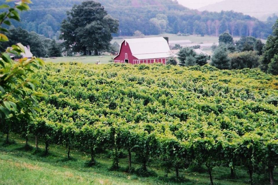 Tiger Mountain Vineyards