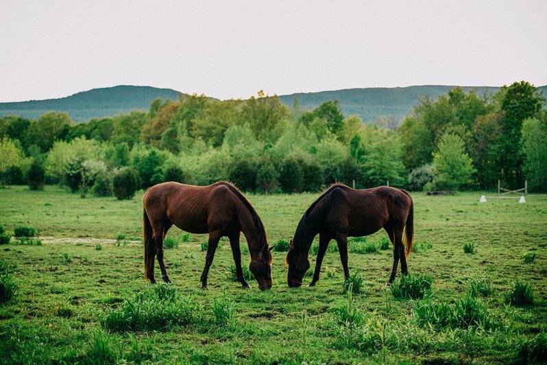 Horses