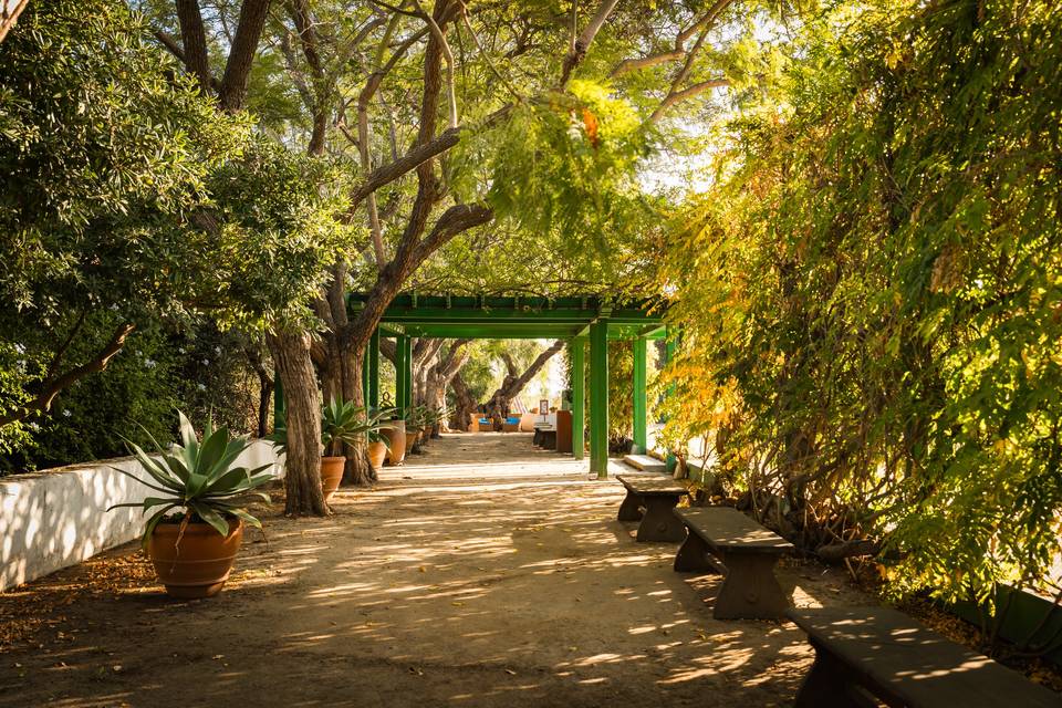 Jacaranda Walk