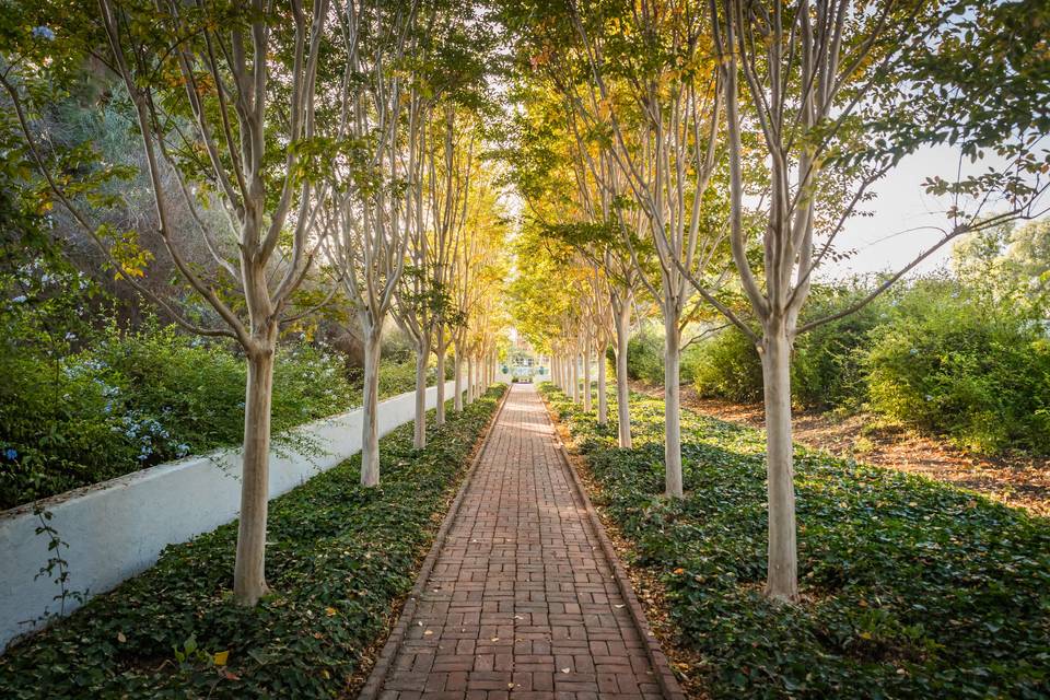 Oleander Walk