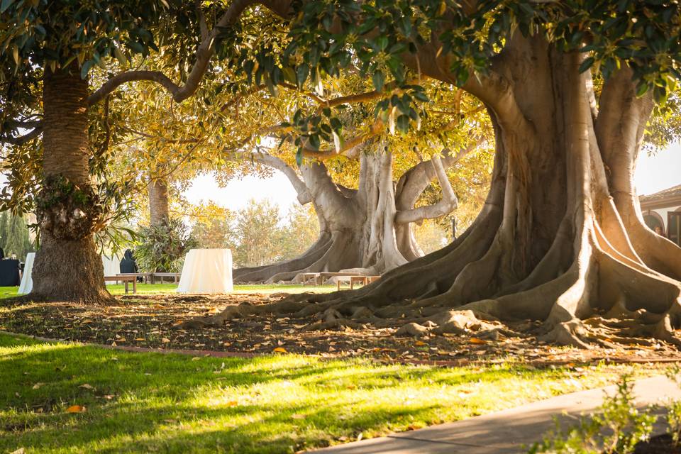 Rancho Los Alamitos
