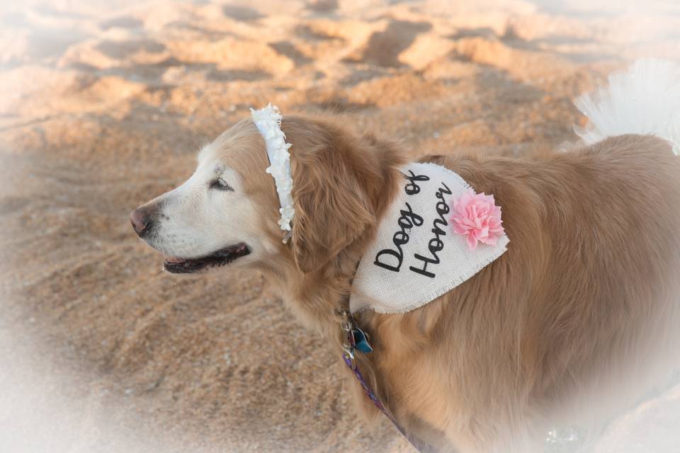 Paradise Beach Weddings