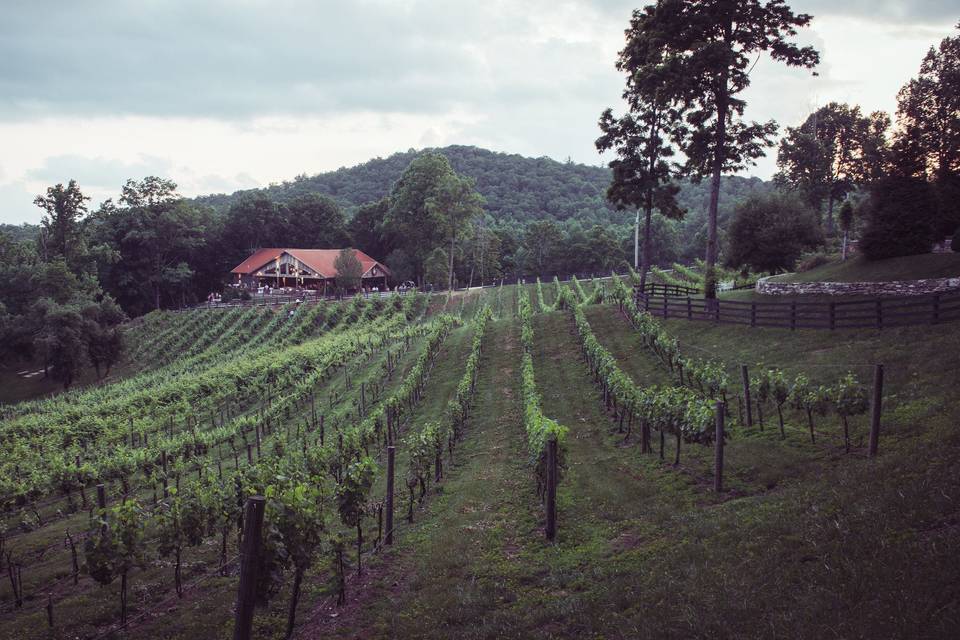 Vineyard