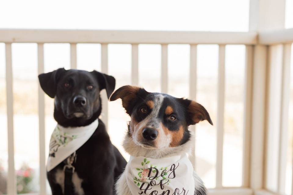 Dog Ring Bearers