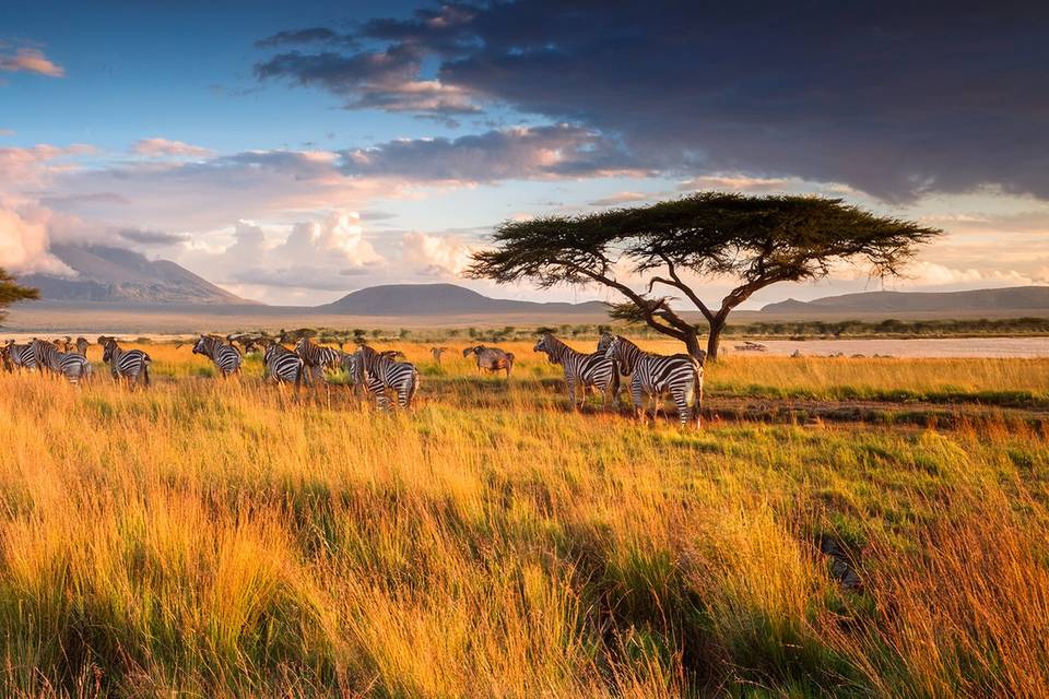 Safaris