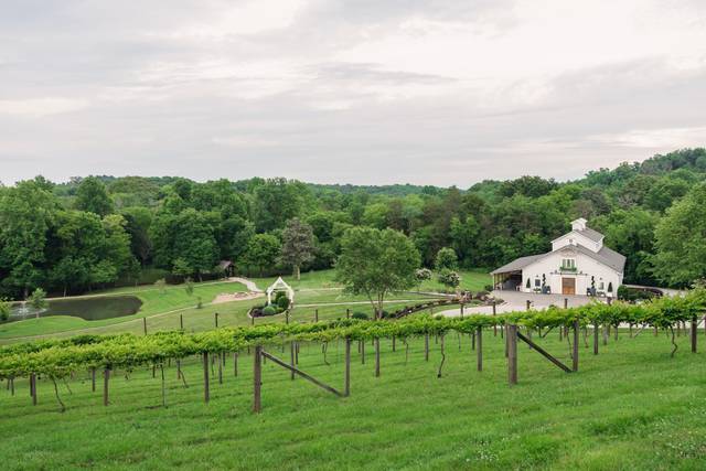 View Above Vineyard