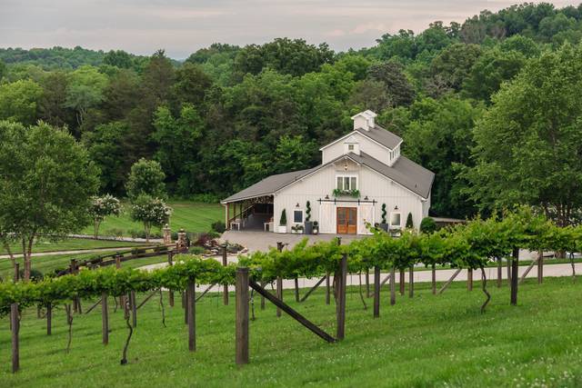 View Above Vineyard
