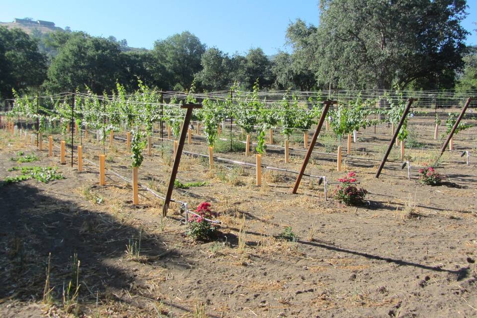 Dorner Family Vineyard