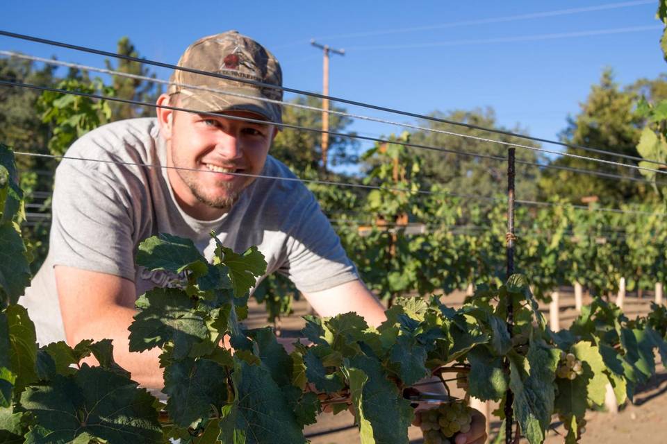 Dorner Family Vineyard