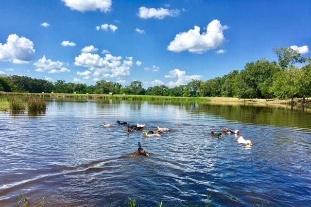 Ducks in the water