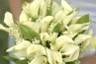 Flower You