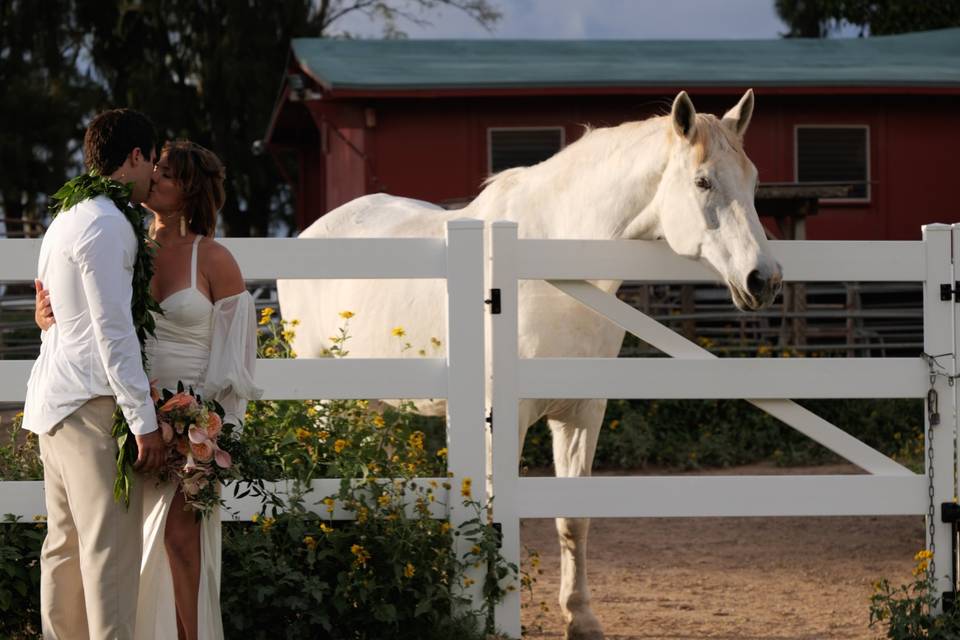 Stables, Turtle Bay