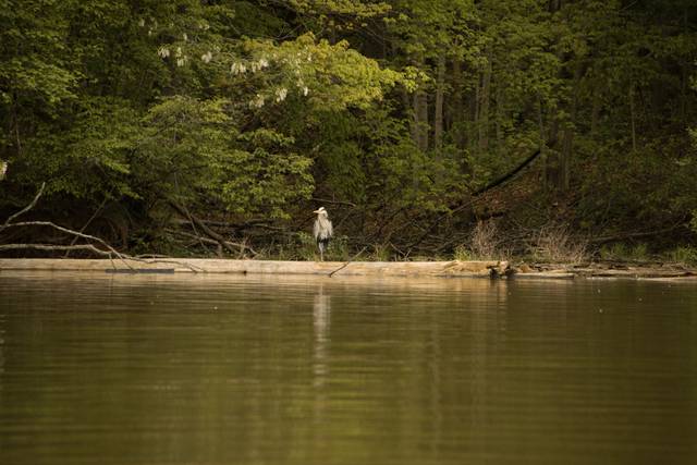 Looking for Fish