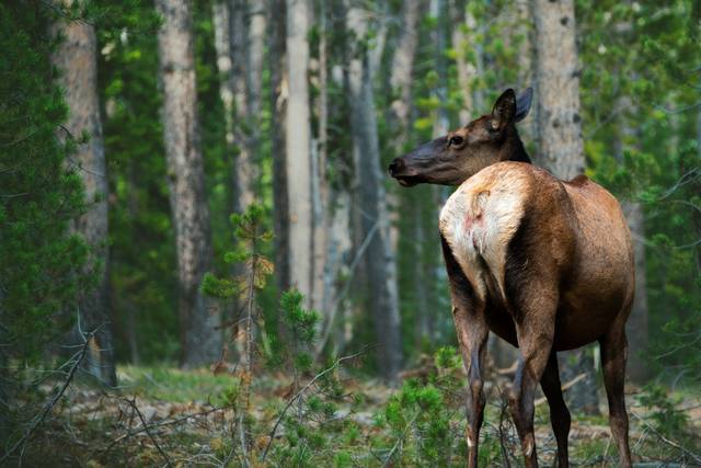 Elk2copy.jpg