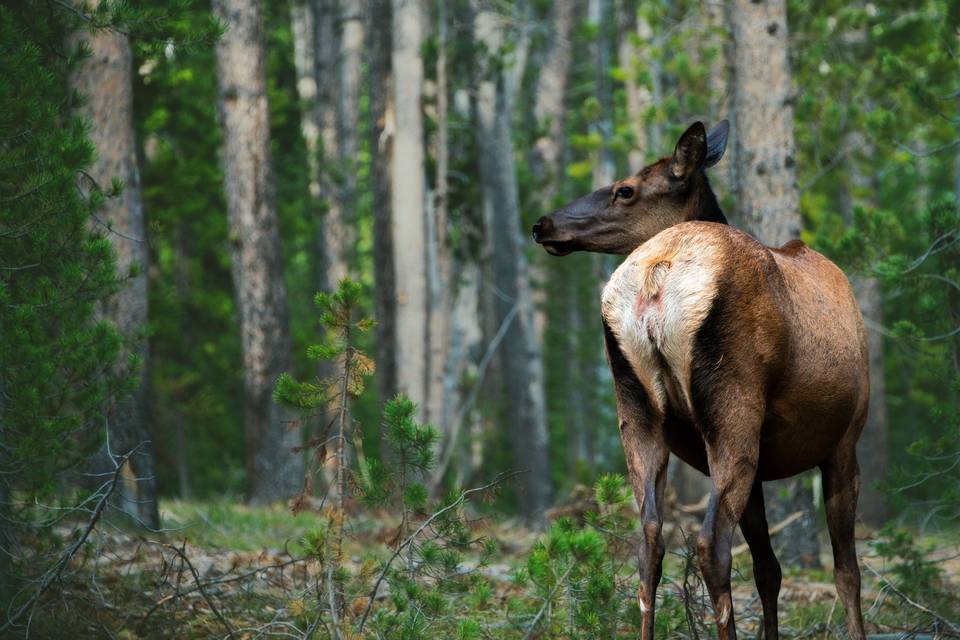 Elk2copy.jpg