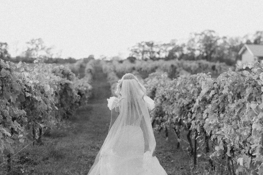 Running through the vineyard