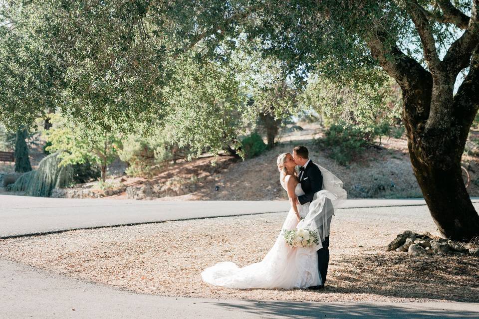 Oak Tree Backdrop