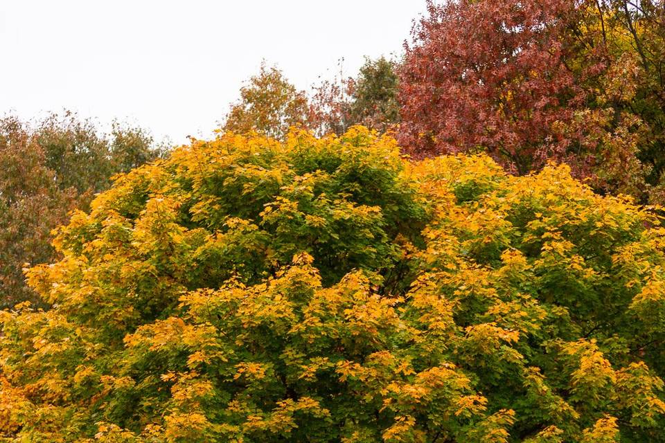 Harvest/Fall engagement