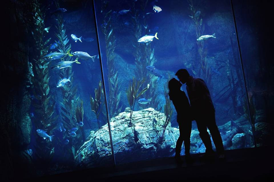 Aquarium Love