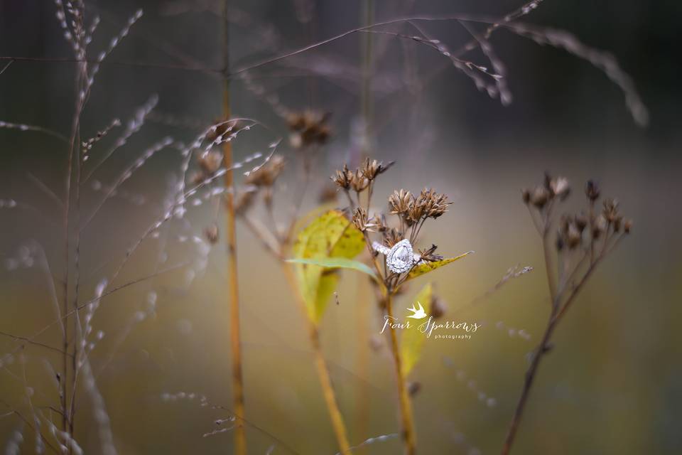 Four Sparrows Photography