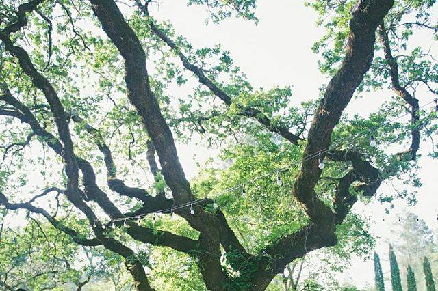 Under the tree