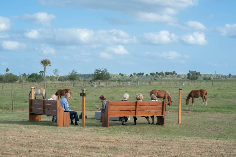 Cocktail hour with horses