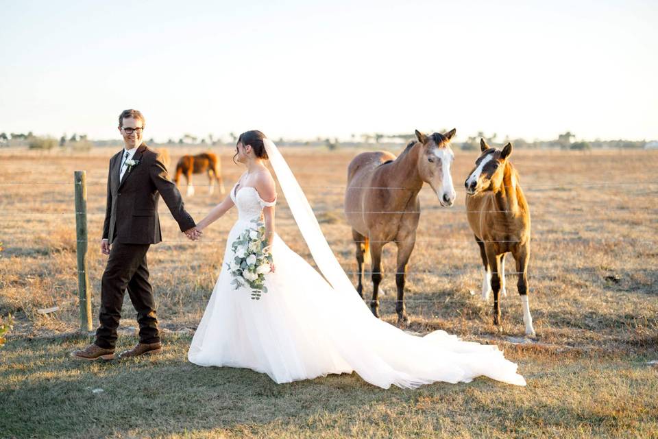 Horses