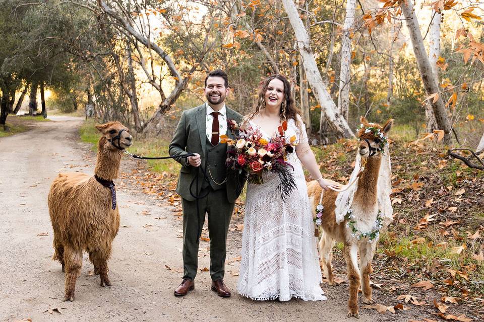 Alpacas!