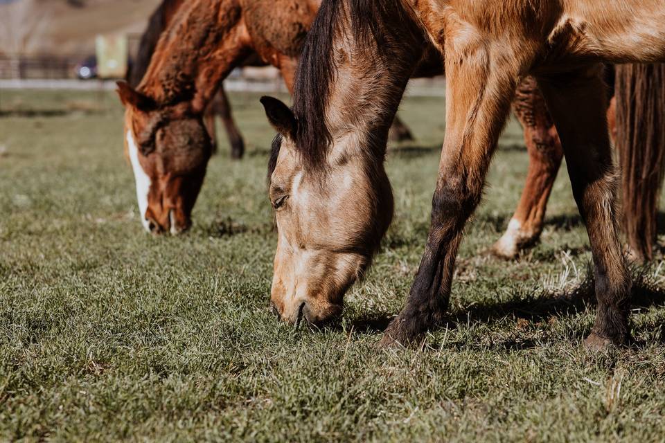 Horses grazing