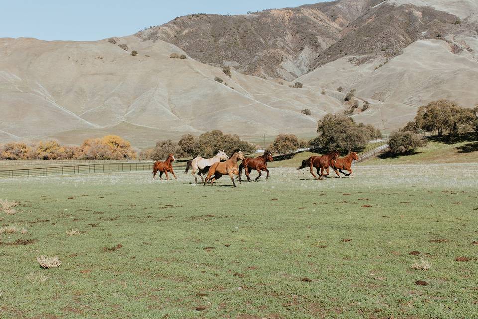 Horses grazing