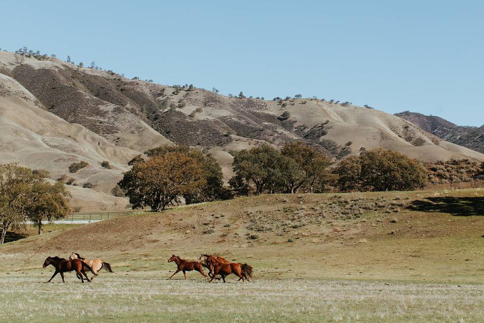 Around the pastures