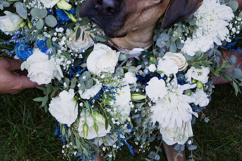 Pet Friendly