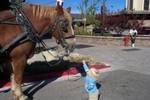 Scottsdale Horse and Carriage