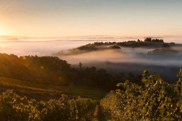 Outdoor Vineyard