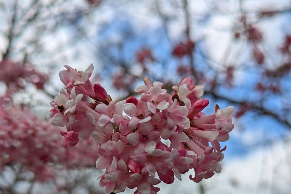 Friends of Mount Auburn
