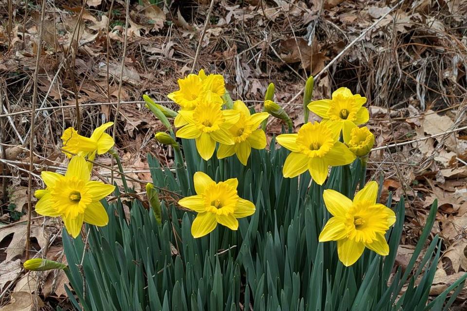 Friends of Mount Auburn