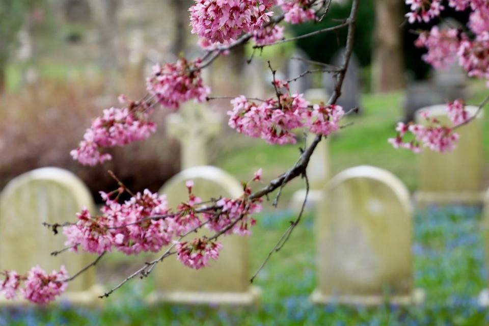 Friends of Mount Auburn