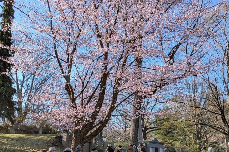 Friends of Mount Auburn