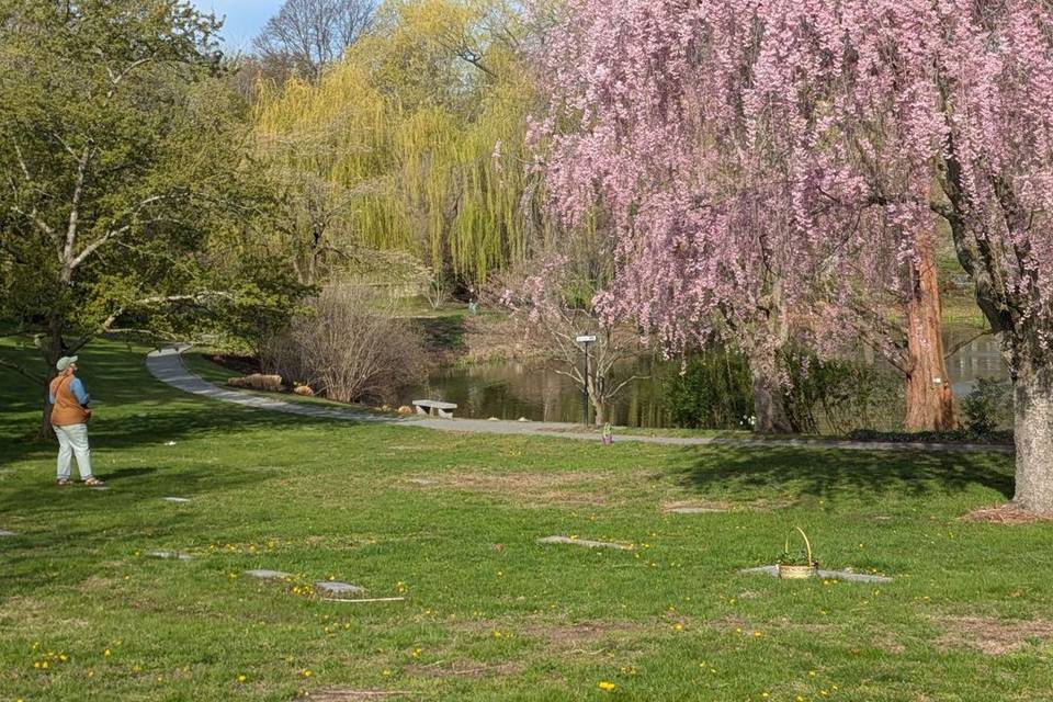 Friends of Mount Auburn
