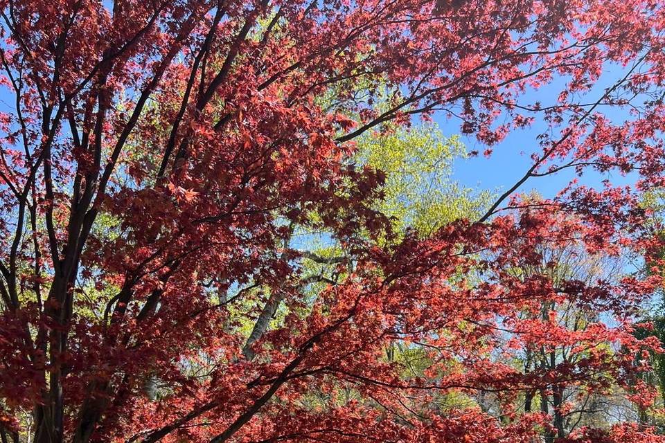 Friends of Mount Auburn