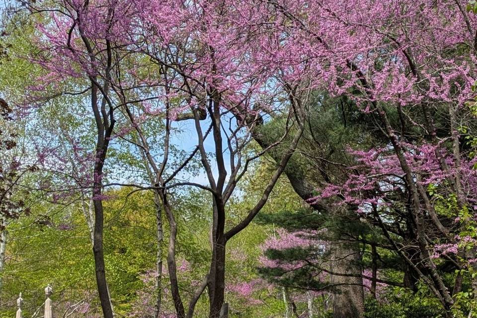 Friends of Mount Auburn