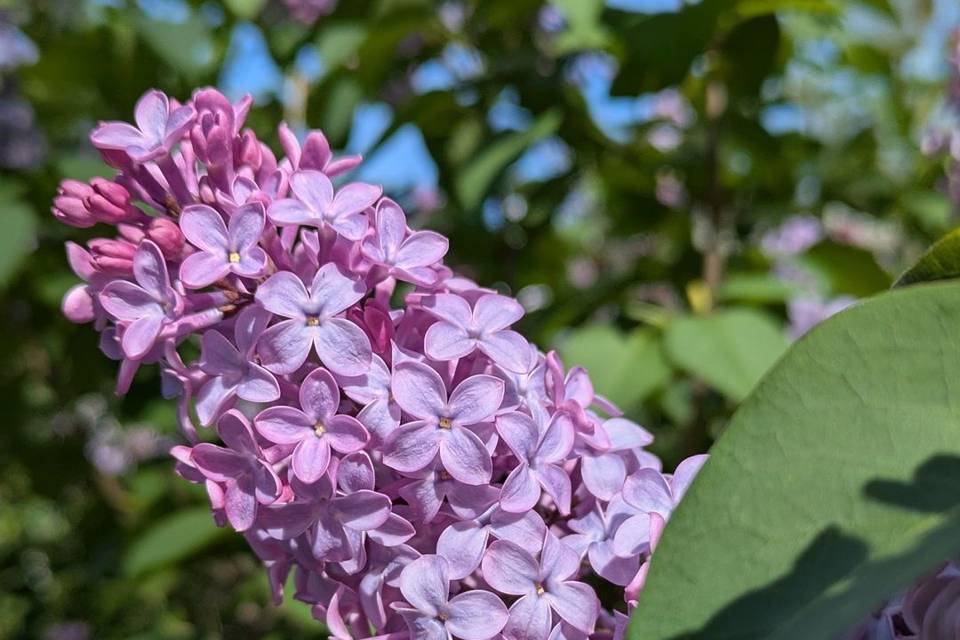 Friends of Mount Auburn